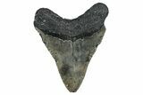 Fossil Megalodon Tooth - North Carolina #344066-1